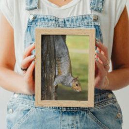 Schattigee Oosterse Grijze Eekhoorn op Tree Foto Afdruk