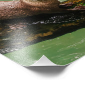 Schattigee otter lachen op Log in het water Foto Afdruk (Hoek)