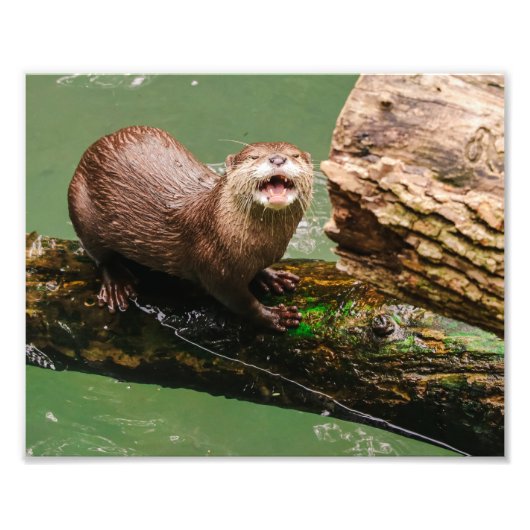 Schattigee otter lachen op Log in het water Foto Afdruk (Voorkant)