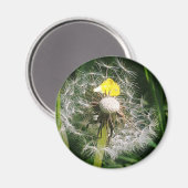 Schattigee paardenbloem magneet (Voorkant / Achterkant)