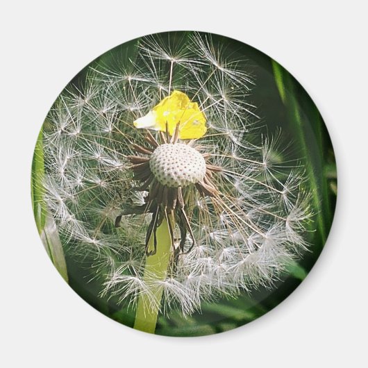 Schattigee paardenbloem magneet (Voorkant)