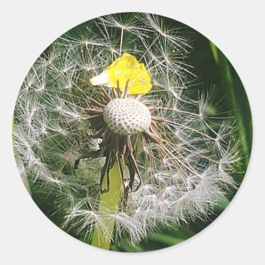 Schattigee paardenbloem ronde sticker (Voorkant)