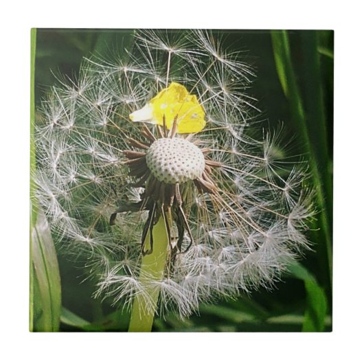 Schattigee paardenbloem tegeltje (Voorkant)