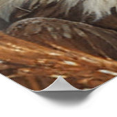 Schattigee Patriottische Kat Gewikkeld In De Vlag  Poster (Hoek)