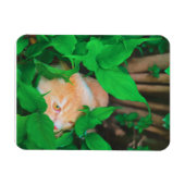 Schattigee Peeking Cat fotoprint Magneet (Horizontaal)