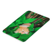 Schattigee Peeking Cat fotoprint Magneet (Linkerzijde)