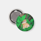 Schattigee Peeking Cat fotoprint Magneet (Voorkant / Achterkant)