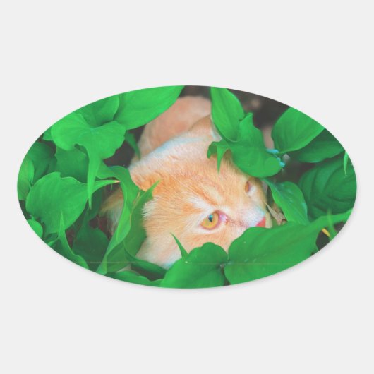 Schattigee Peeking Cat fotoprint Ovale Sticker (Voorkant)