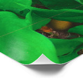 Schattigee Peeking Cat fotoprint Perfect Poster (Hoek)