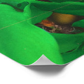 Schattigee Peeking Cat fotoprint Poster (Hoek)