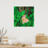Schattigee Peeking Cat fotoprint Poster (Keuken)