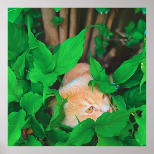 Schattigee Peeking Cat fotoprint Poster (Voorkant)