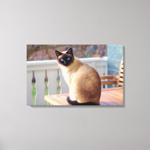 Schattigee perzik blauw - Eyed Cat Canvas Afdruk