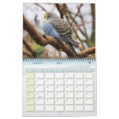 Schattigee Pet Budgie Parrot Fotografie 2025 Vogel Kalender (Jan 2026)
