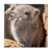 Schattigee Pika foto voor uw keuken Tegeltje (Voorkant)