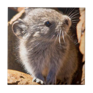 Schattigee Pika foto voor uw keuken Tegeltje