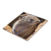 Schattigee Pika foto voor uw keuken Tegeltje (Zijkant)