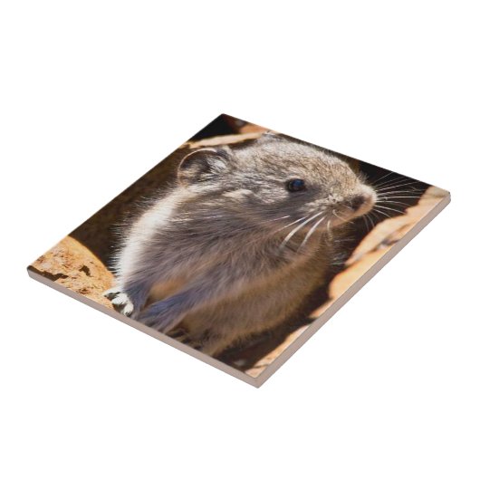 Schattigee Pika foto voor uw keuken Tegeltje (Zijkant)