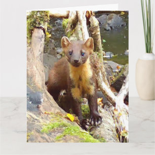 Schattigee Pine Marten op Fallen Tree Kaart