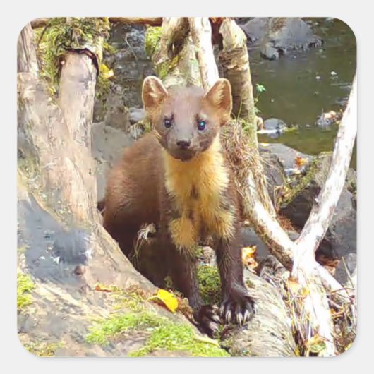 Schattigee Pine Marten op Fallen Tree Vierkante Sticker (Voorkant)