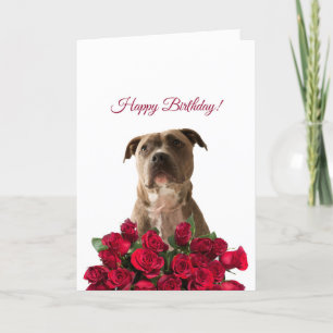 Schattigee Pit bull Dog Rozen Happy Birthday Kaart