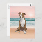 Schattigee Pitbull Dog Zittend op het strand met z Briefkaart (Voorkant / Achterkant)