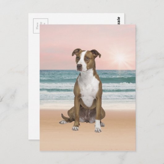 Schattigee Pitbull Dog Zittend op het strand met z Briefkaart (Voorkant / Achterkant)