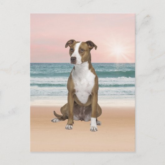 Schattigee Pitbull Dog Zittend op het strand met z Briefkaart (Voorkant)