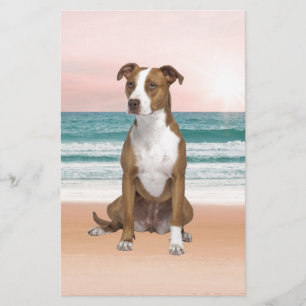 Schattigee Pitbull Dog Zittend op het strand met z Briefpapier