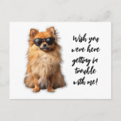 Schattigee Pommerse hond wou dat je hier vermist w Briefkaart (Voorkant)
