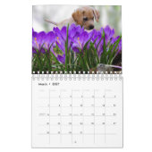 Schattigee Puppies Pet Fotokalender Kalender (Mar 2027)
