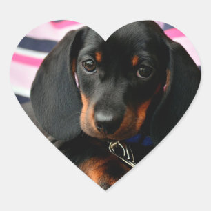 Schattigee Puppy Dog Gezicht Sticker