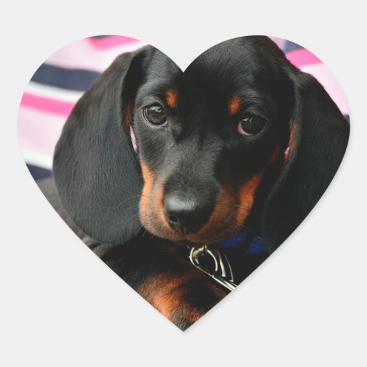 Schattigee Puppy Dog Gezicht Sticker (Voorkant)