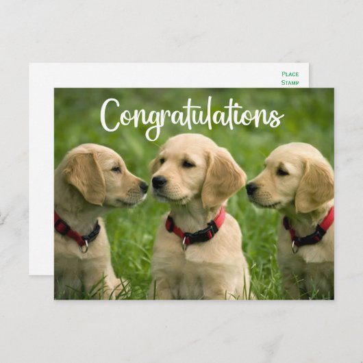 Schattigee Puppy Dog Golden Retriever Gefeliciteer Briefkaart (Voorkant / Achterkant)