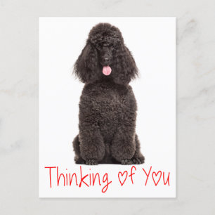 Schattigee Puppy Dog Love Black Poodle Denken aan  Briefkaart