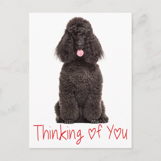 Schattigee Puppy Dog Love Black Poodle Denken aan  Briefkaart (Voorkant)