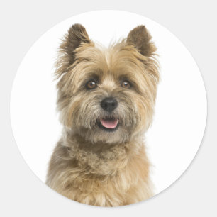 Schattigee Puppy Dog Mom Cairn Terrier Ronde Sticker