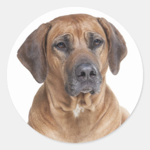 Schattigee Puppy Dog Rhodesian Ridgeback Ronde Sticker