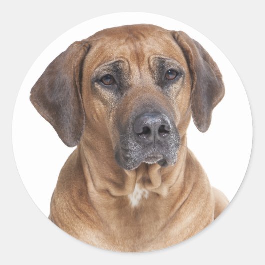Schattigee Puppy Dog Rhodesian Ridgeback Ronde Sticker (Voorkant)