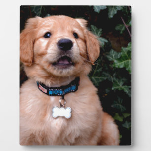 Schattigee puppy Golden Retriever Puppy Fotoplaat