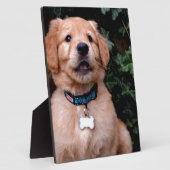 Schattigee puppy Golden Retriever Puppy Fotoplaat (Zijkant)