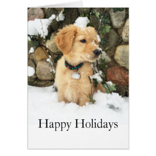 Schattigee Puppy Lab Retriever