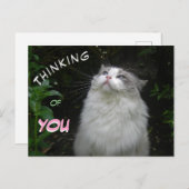 Schattigee Ragdoll Kat DENKEN aan JOU Briefkaart (Voorkant / Achterkant)