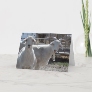 Schattigee Ram Happy Birthday Goats Kaart