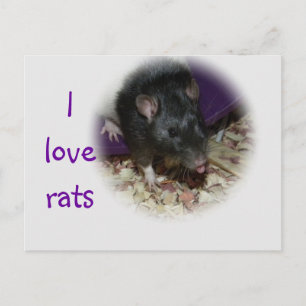 Schattigee rat steekt zijn tong postkaart uit