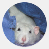 Schattigee rat Stickers (Voorkant)