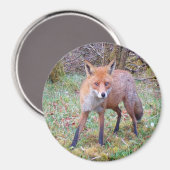 Schattigee Red Fox Circle Magnet (Voorkant / Achterkant)