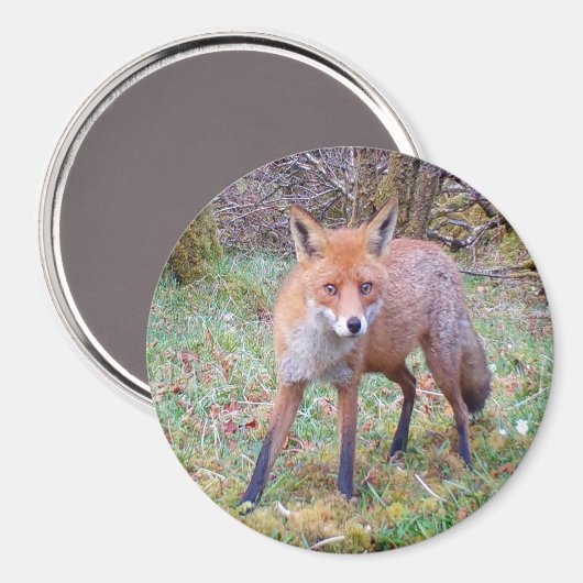 Schattigee Red Fox Circle Magnet (Voorkant / Achterkant)