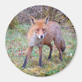 Schattigee Red Fox Circle Magnet (Voorkant)