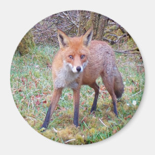 Schattigee Red Fox Circle Magnet